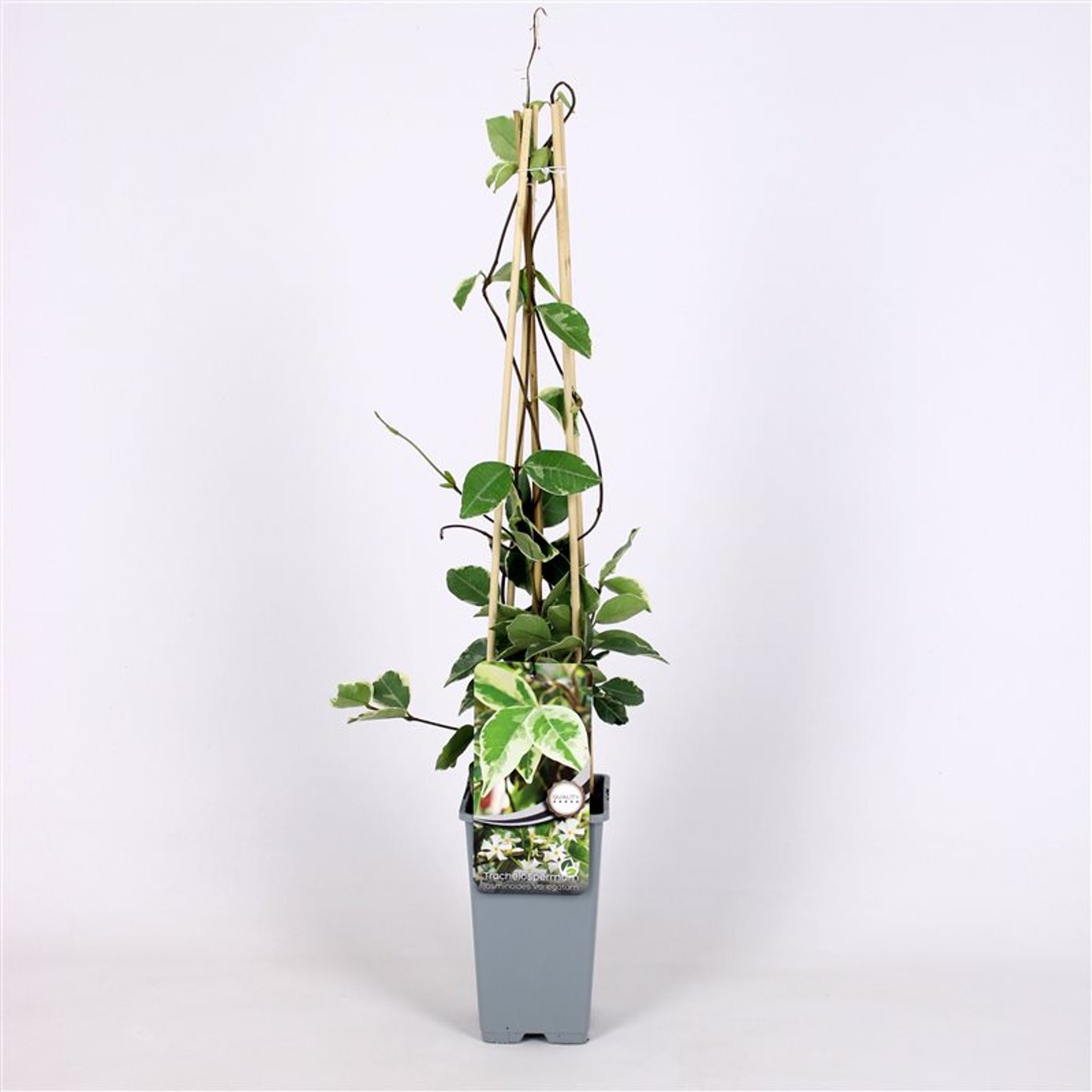 Stjärnjasmine – Trachelospermum jasminoides 'Variegatum' - C2 70/+ CM